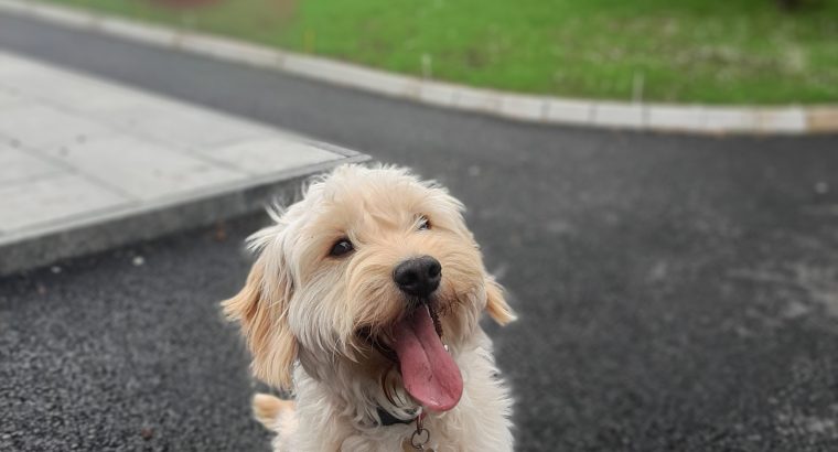 Beautiful Cockapoo