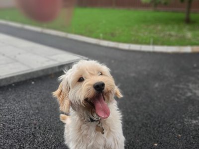 Cockapoo