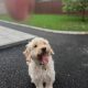 Cockapoo