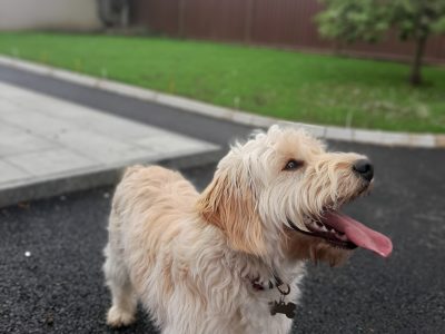 Beautiful Cockapoo