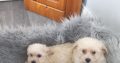 Maltese x puppies for sale