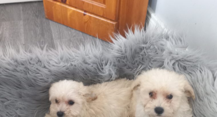 Maltese x puppies for sale