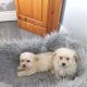 Maltese x puppies for sale