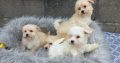 Maltese x puppies for sale