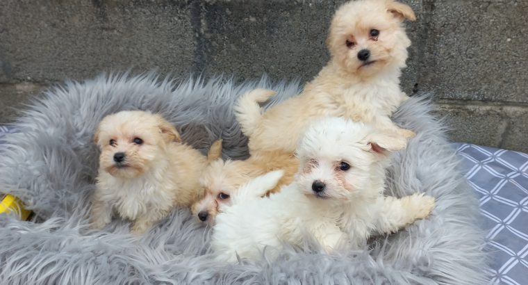 Maltese x puppies for sale