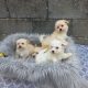 Maltese x puppies for sale