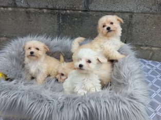 Maltese x puppies for sale
