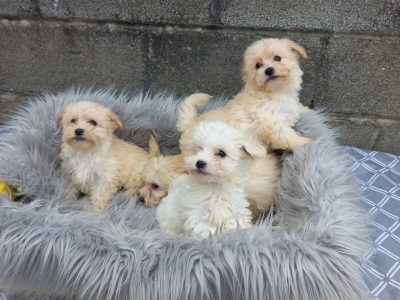 Maltipoo Puppies for Sale in Galway – Playful Fluff