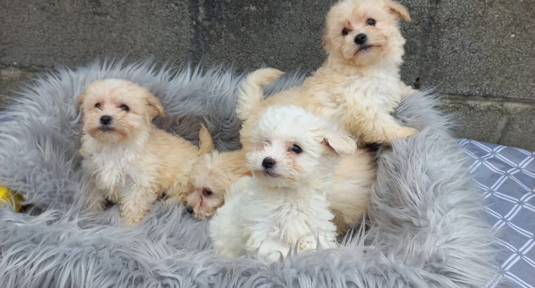 Maltese x puppies for sale