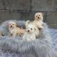 Maltese x puppies for sale