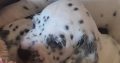 Top class Dalmatian pups