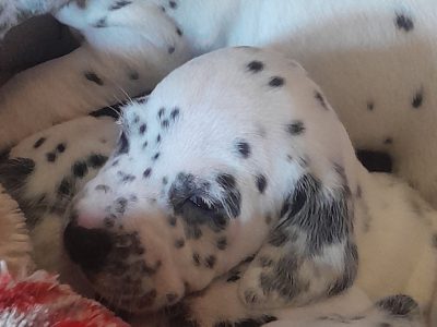 Playful Dalmatian Puppies in Longford