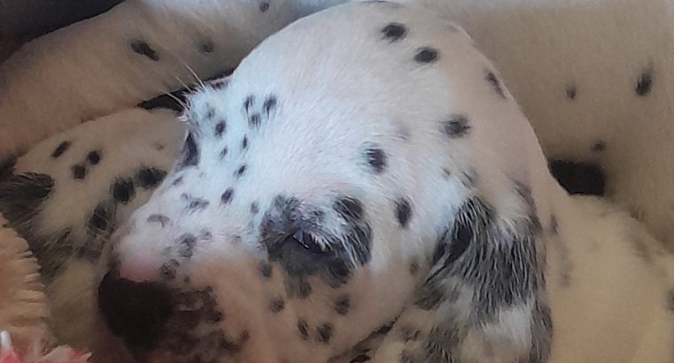 Top class Dalmatian pups