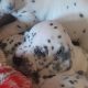 Top class Dalmatian pups