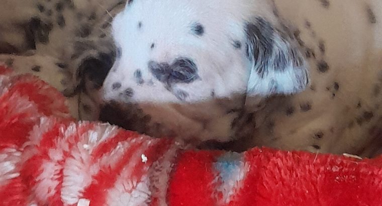 Top class Dalmatian pups