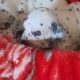 Top class Dalmatian pups