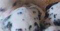 Top class Dalmatian pups