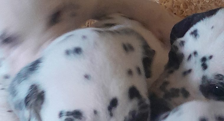 Top class Dalmatian pups