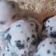 Top class Dalmatian pups