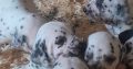 Top class Dalmatian pups