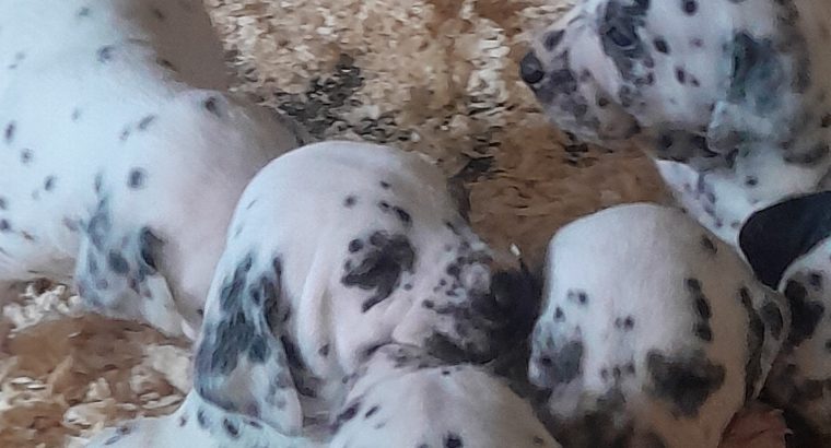 Top class Dalmatian pups