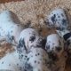 Top class Dalmatian pups