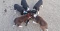 Collie / Sheepdog Pups For Sale