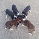 Collie / Sheepdog Pups For Sale