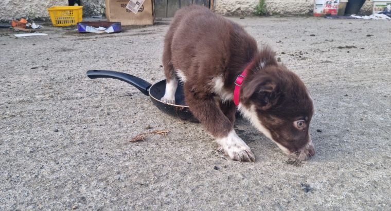 Collie / Sheepdog Pups For Sale