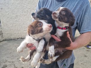 Collie / Sheepdog Pups For Sale
