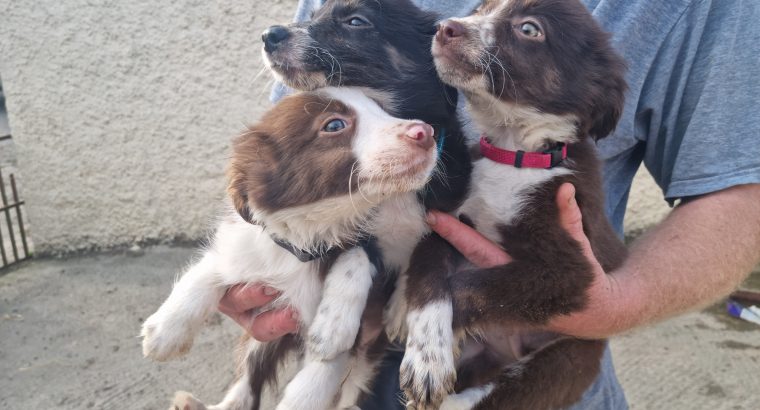 Collie / Sheepdog Pups For Sale