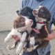 Collie / Sheepdog Pups For Sale