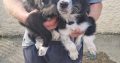 Collie / Sheepdog Pups For Sale