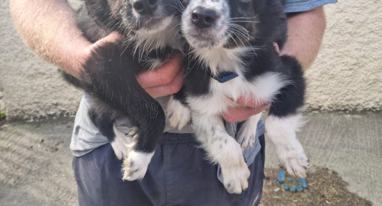 Collie / Sheepdog Pups For Sale