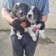 Collie / Sheepdog Pups For Sale