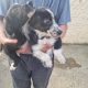 Collie / Sheepdog Pups For Sale