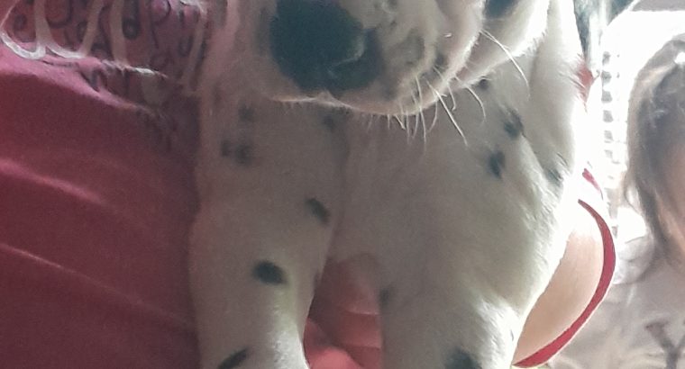 Top class Dalmatian pups