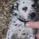 Top class Dalmatian pups