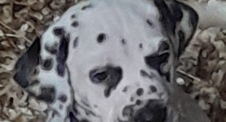 Top class Dalmatian pups