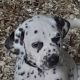 Top class Dalmatian pups