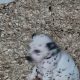 Top class Dalmatian pups