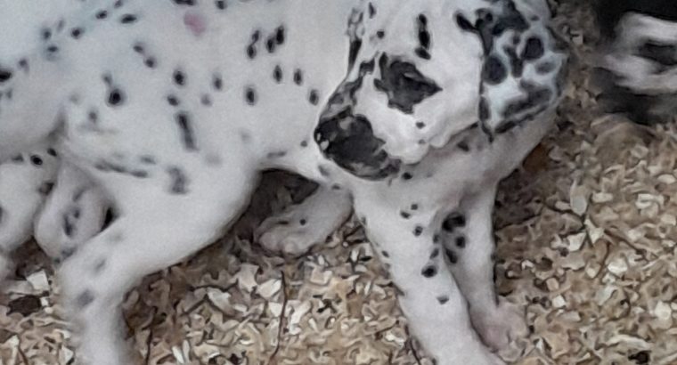 Top class Dalmatian pups