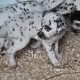 Top class Dalmatian pups