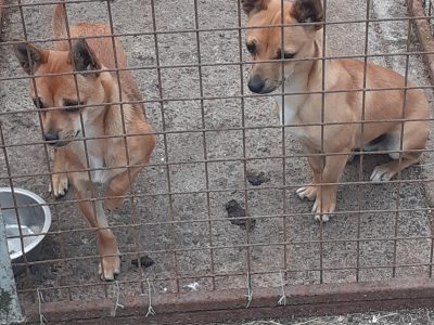 Jack Russell Puppies in Tuam – Rare Colors!