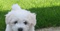 Bichon freise puppies