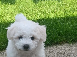 Bichon freise puppies