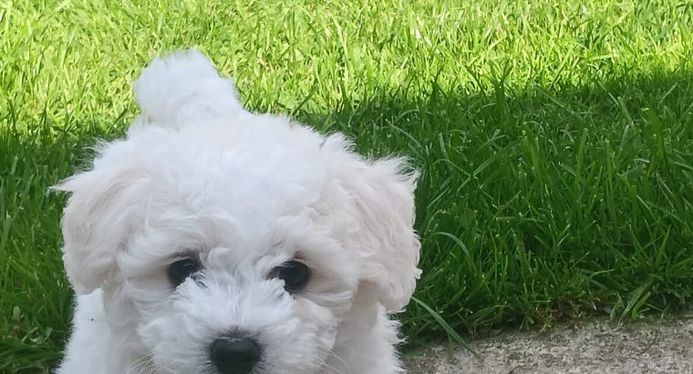 Bichon freise puppies