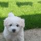 Bichon freise puppies