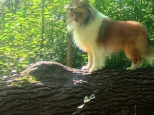 For adoption Rough Collie male dog.