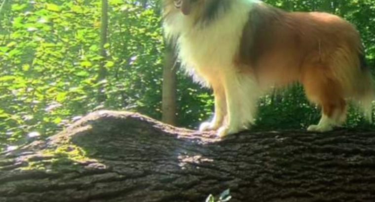 For adoption Rough Collie male dog.